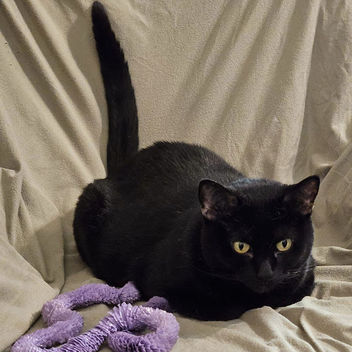 Ellie-Rose, a Adoptable Domestic Short Hair in Twain Harte, CA image 4/6