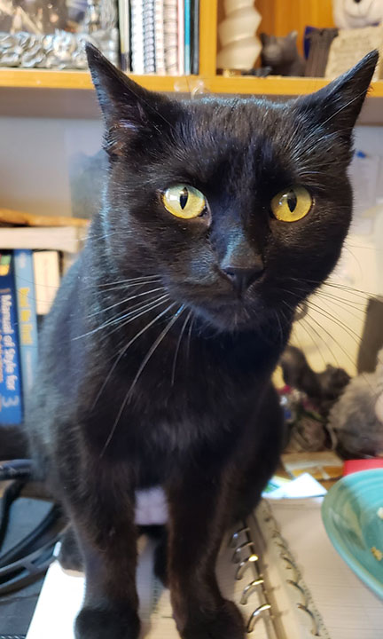 Ellie-Rose, a Adoptable Domestic Short Hair in Twain Harte, CA image 1/6