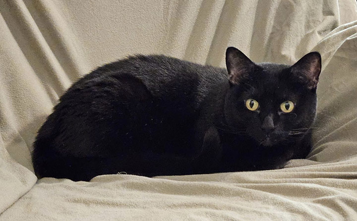 Ellie-Rose, a Adoptable Domestic Short Hair in Twain Harte, CA image 6/6