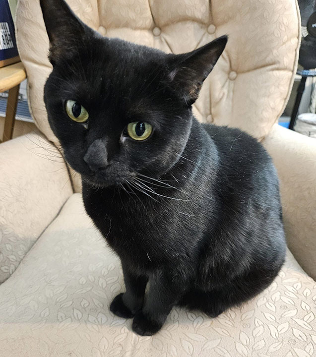 Ellie-Rose, a Adoptable Domestic Short Hair in Twain Harte, CA image 2/6