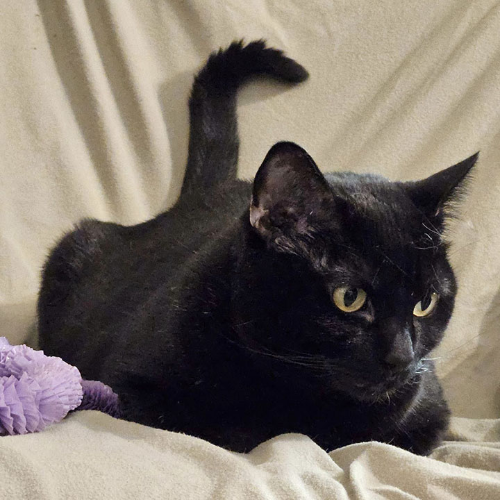 Ellie-Rose, a Adoptable Domestic Short Hair in Twain Harte, CA image 3/6