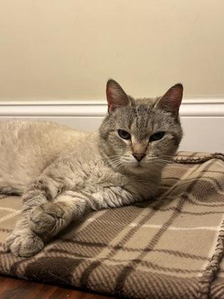 Enlarge Jojo, a Adoptable mixed breed in East Brookfield, MA image 1/3