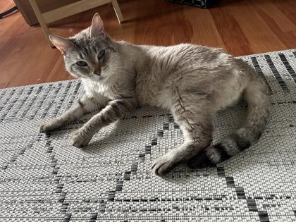 Enlarge Jojo, a Adoptable mixed breed in East Brookfield, MA image 2/3