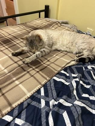Enlarge Jojo, a Adoptable mixed breed in East Brookfield, MA image 3/3