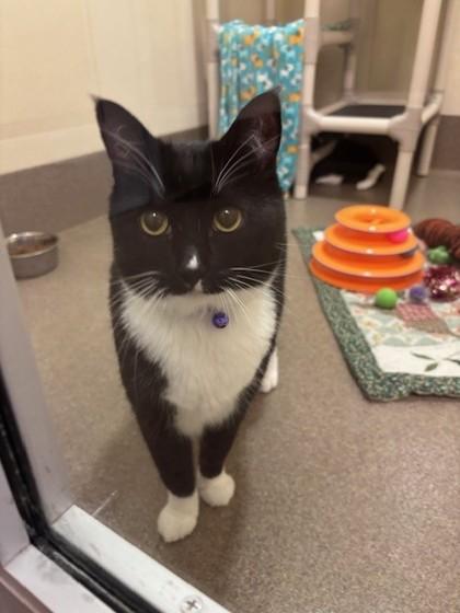 Babette, Adoptable, Adult Female Domestic Short Hair & Domestic Short Hair.