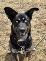 Enlarge Pearl, an adopted mixed breed in Whitby, ON image 2/3