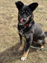 Enlarge Pearl, an adopted mixed breed in Whitby, ON image 3/3