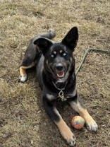 Enlarge Pearl, an adopted mixed breed in Whitby, ON image 1/3