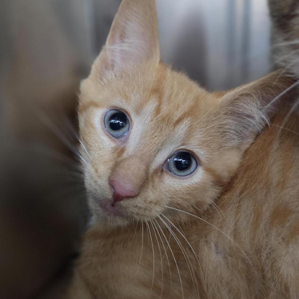 Enlarge Nemo, a Adoptable Domestic Short Hair in Windsor, VA image 1/1