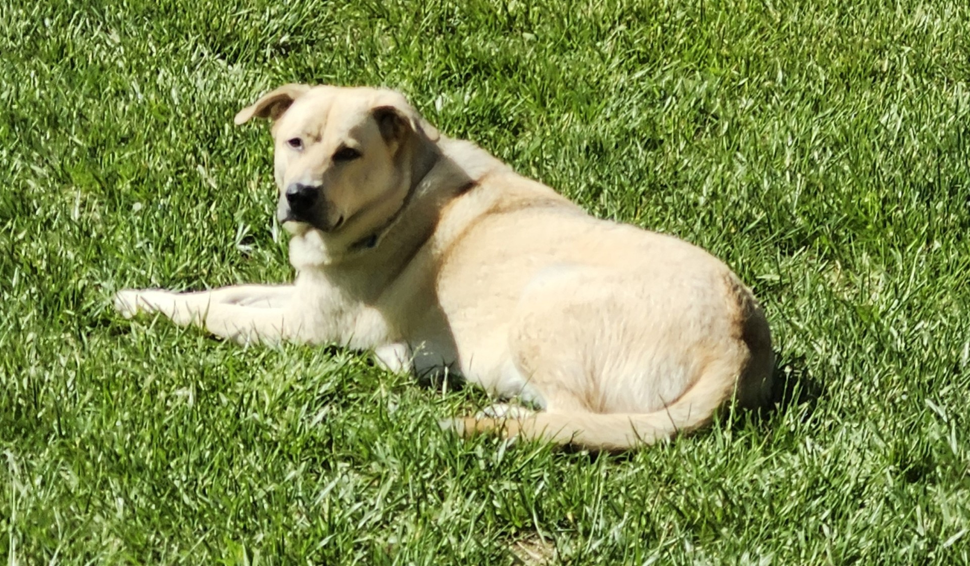 Jake, Adoptable, Adult Male Labrador Retriever & Husky.