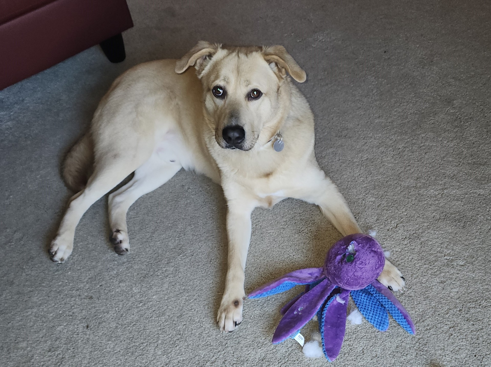 Jake, a Adoptable mixed breed in Mount Airy, NC image 2/5