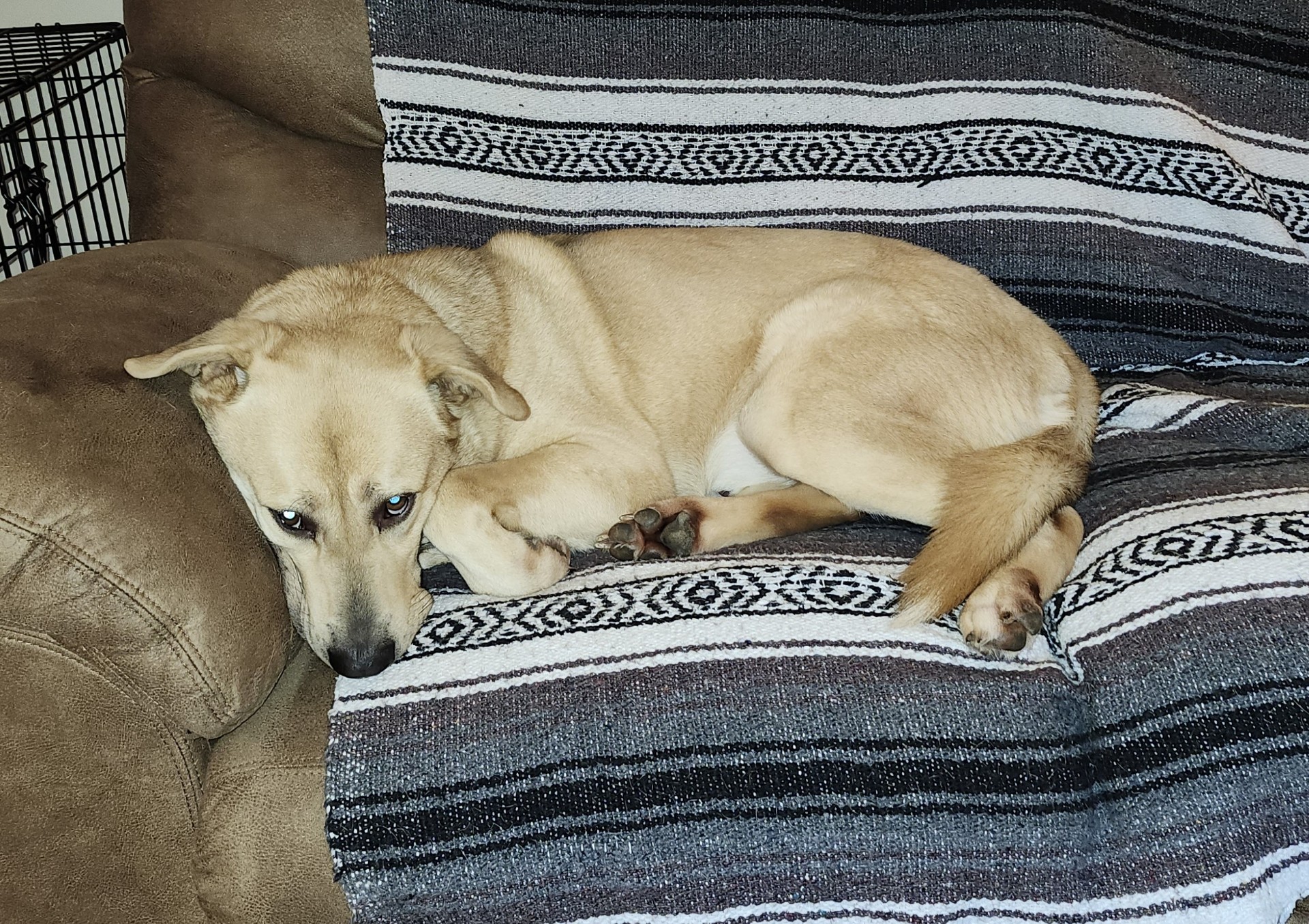 Jake, a Adoptable mixed breed in Mount Airy, NC image 3/5