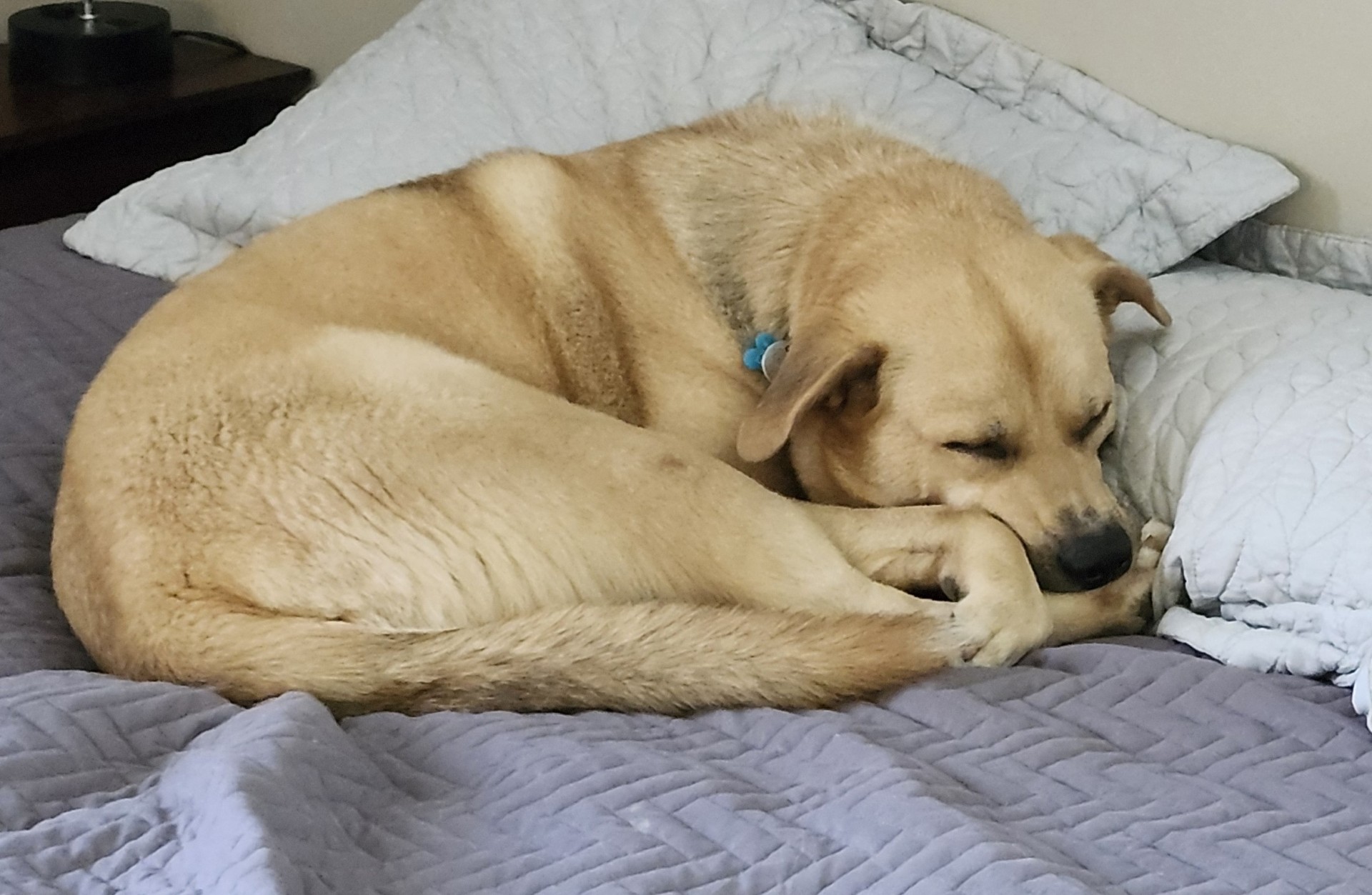Jake, a Adoptable mixed breed in Mount Airy, NC image 4/5