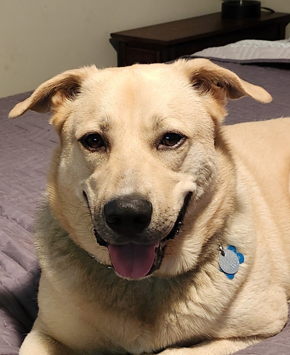 Jake, a Adoptable mixed breed in Mount Airy, NC image 5/5