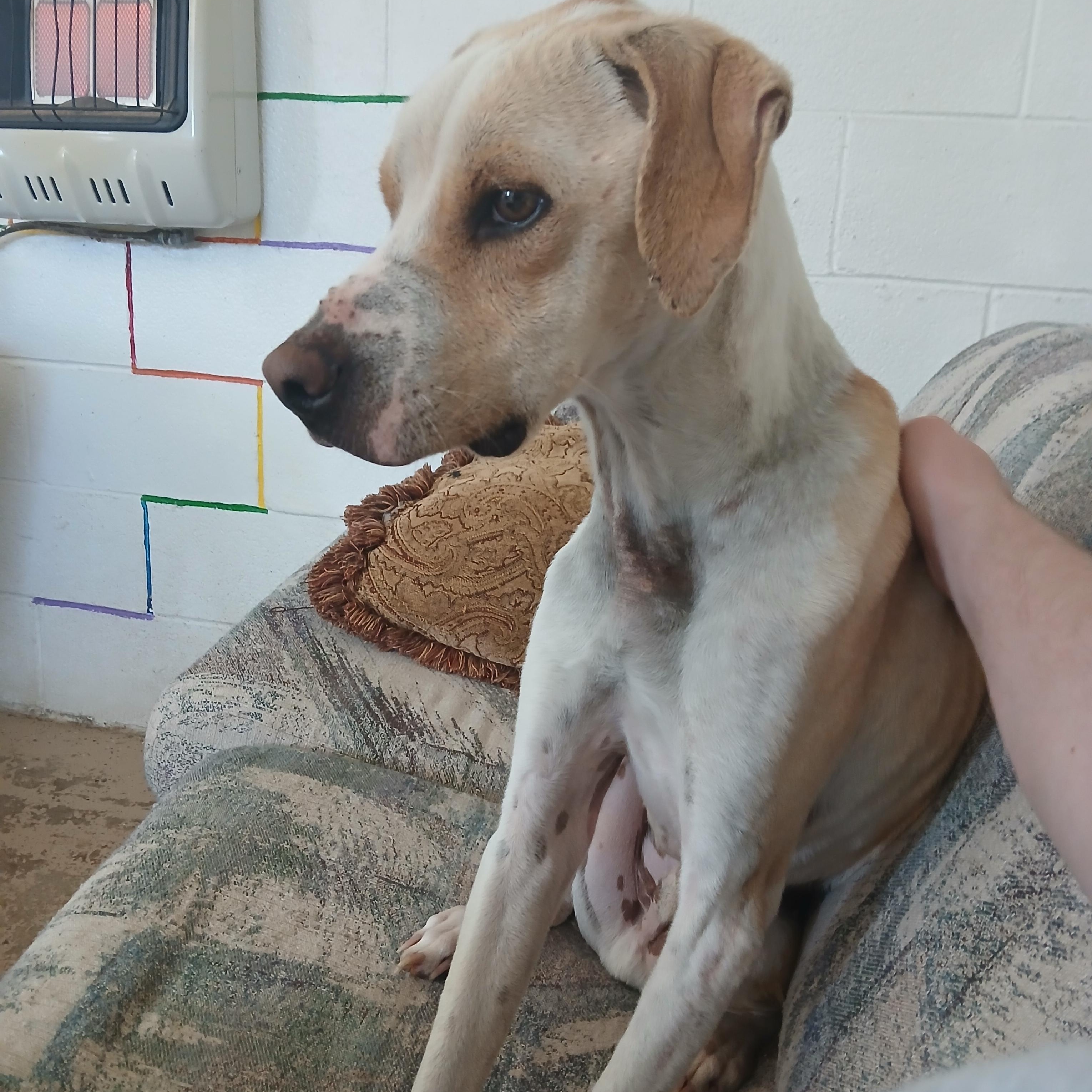 Dean Domino, a ADOPTABLE mixed breed in Harrison, AR image 1/2