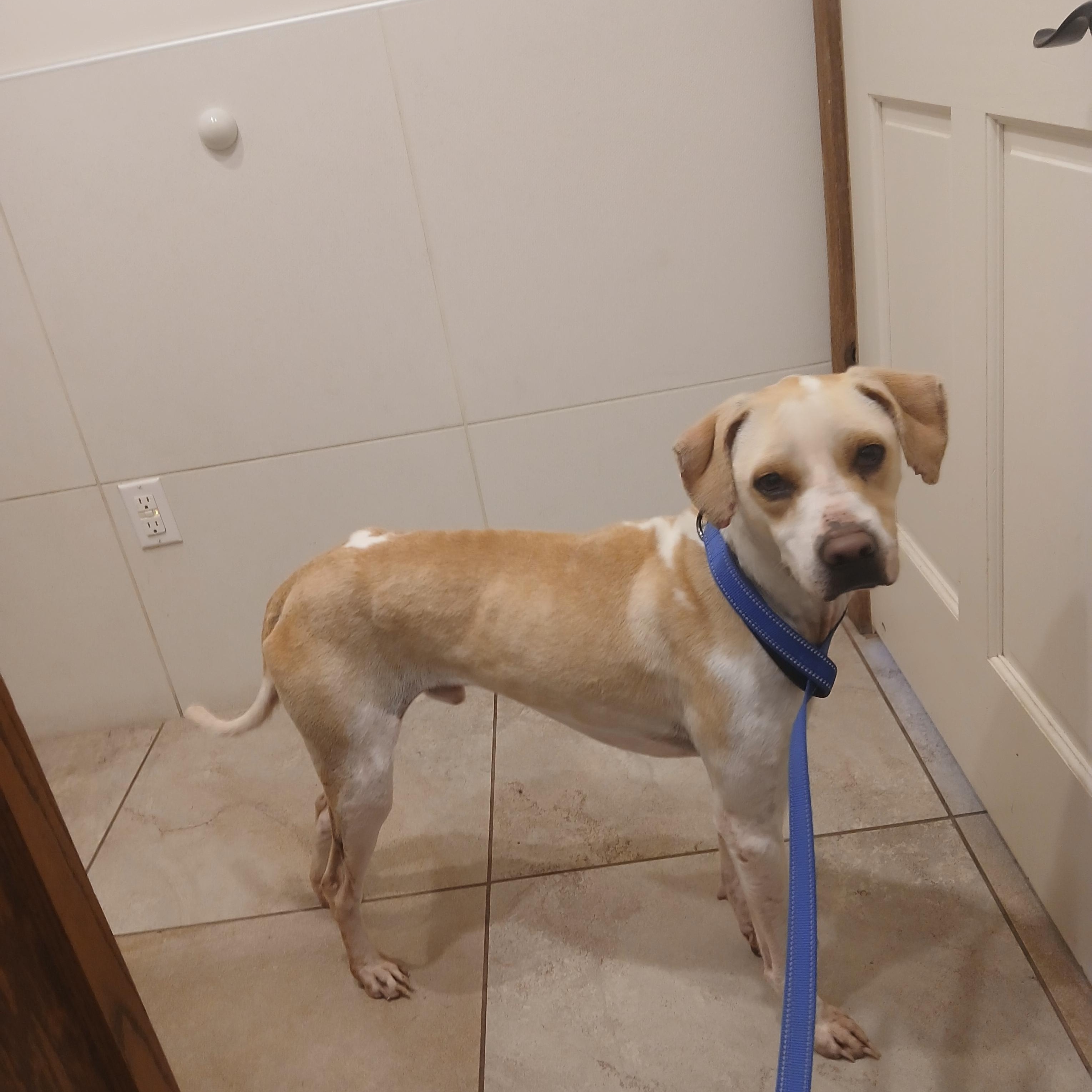 Dean Domino, a ADOPTABLE mixed breed in Harrison, AR image 2/2