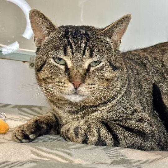 Cheese Curd, Adoptable, Adult Male Domestic Short Hair.