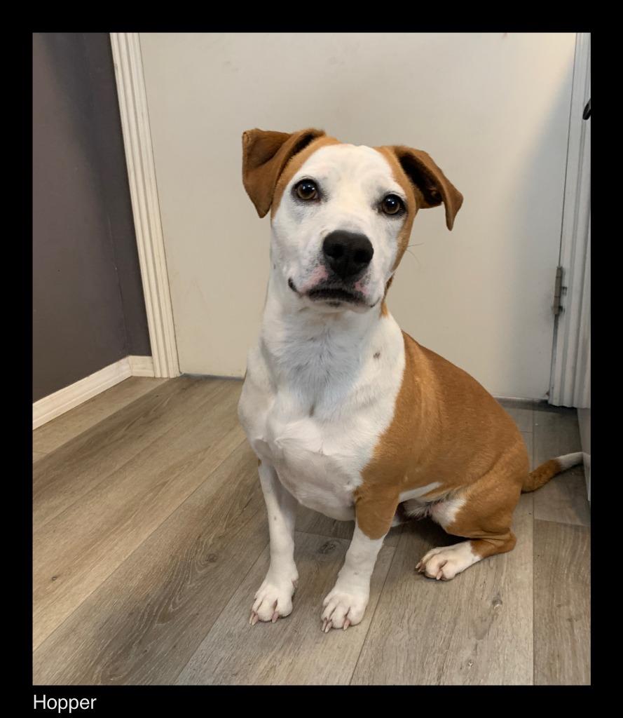 Enlarge Hopper, a Adoptable mixed breed in Chino Valley, AZ image 1/1