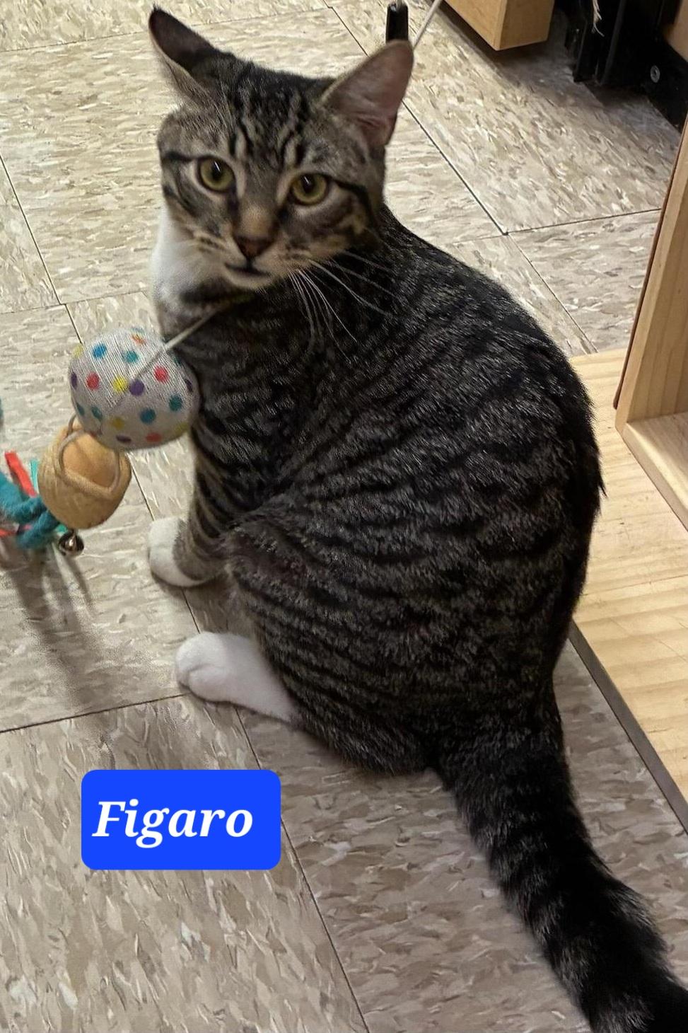 Enlarge FIGARO, a ADOPTABLE Tabby in Elgin, SC image 1/1