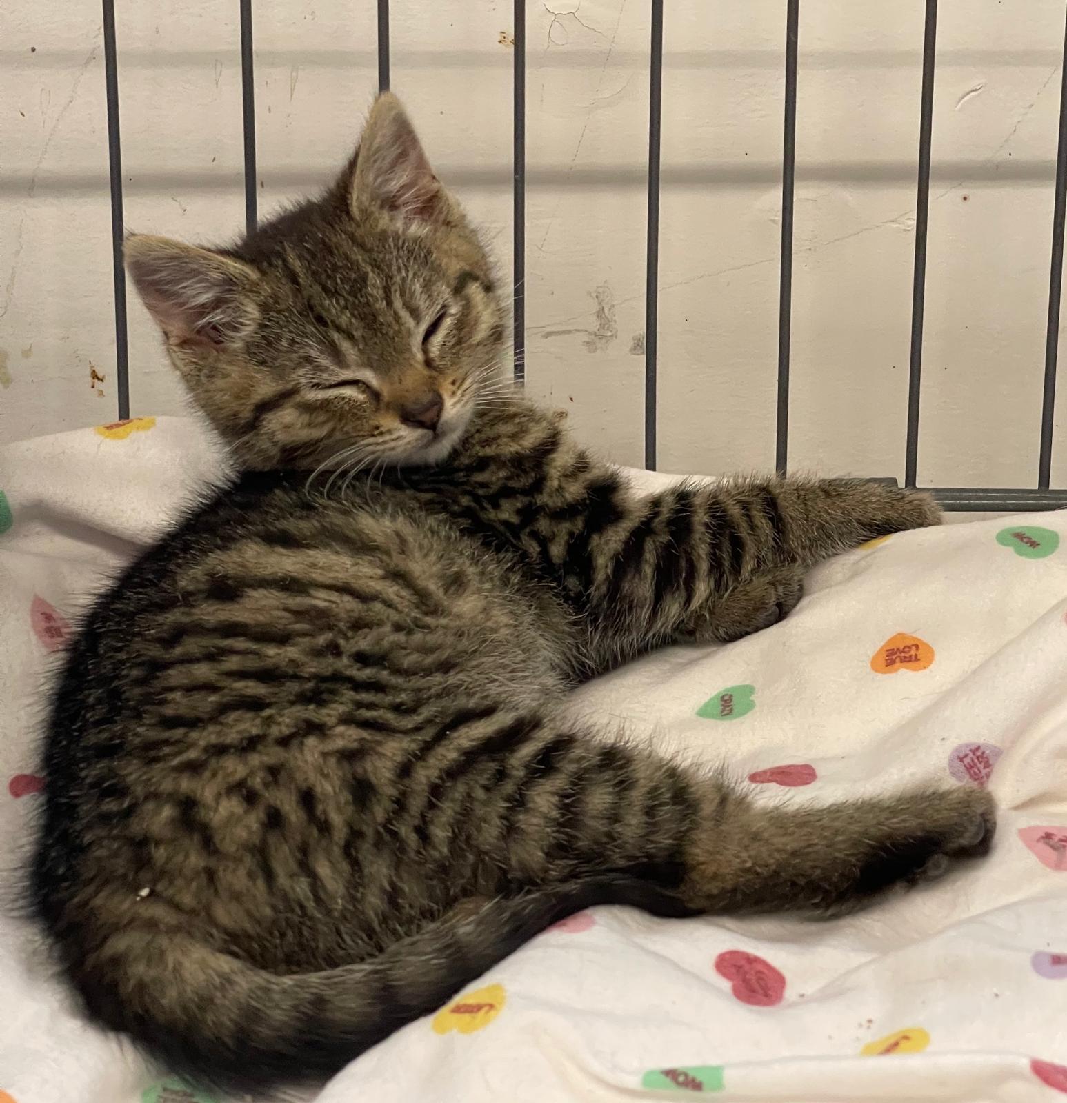 Aiden, ADOPTABLE, Kitten Male Tabby.