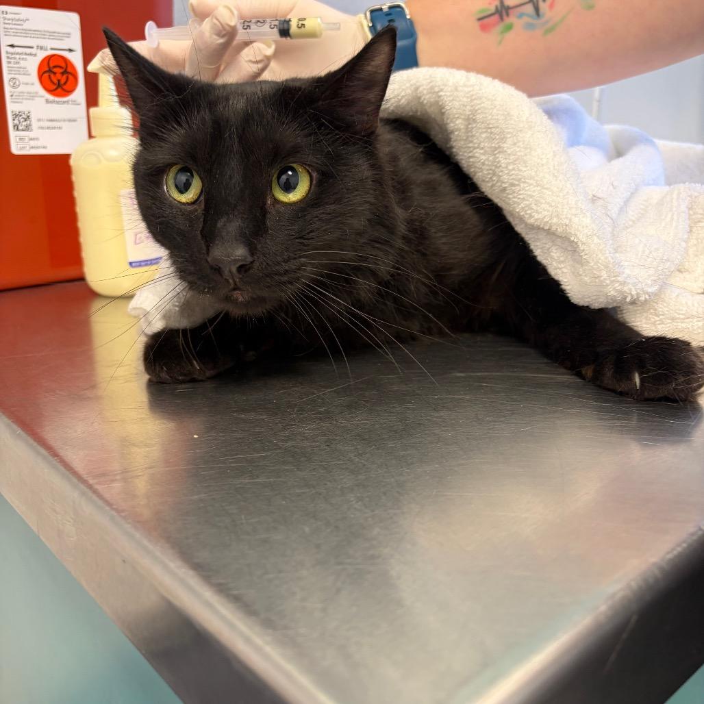 Doc, Adoptable, Adult Male Domestic Long Hair.