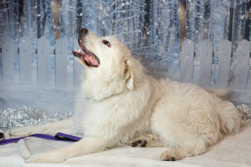 Enlarge Winter, a Adoptable mixed breed in Dallas, TX image 1/6