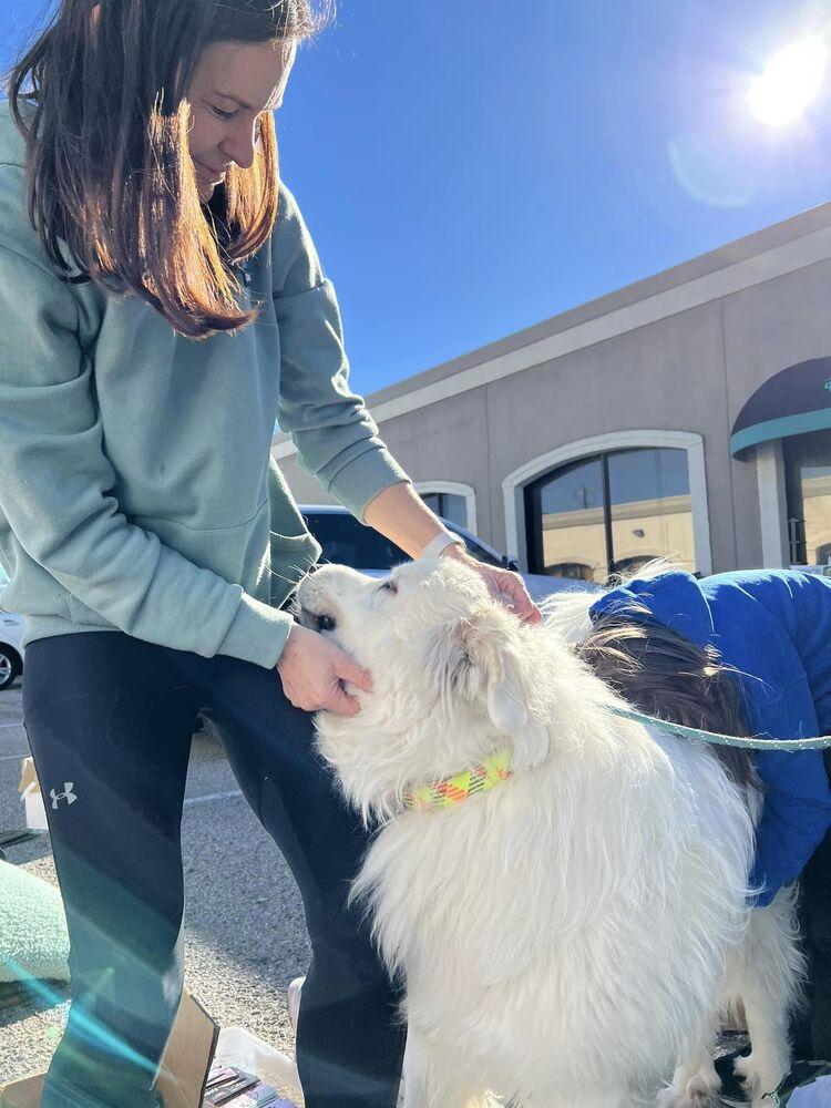 Enlarge Winter, a Adoptable mixed breed in Dallas, TX image 3/6