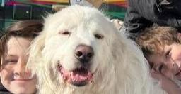 Enlarge Winter, a Adoptable mixed breed in Dallas, TX image 4/6