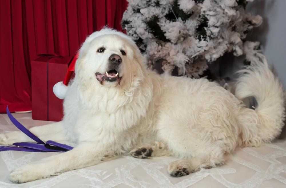 Enlarge Winter, a Adoptable mixed breed in Dallas, TX image 5/6