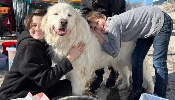 Enlarge Winter, a Adoptable mixed breed in Dallas, TX image 6/6