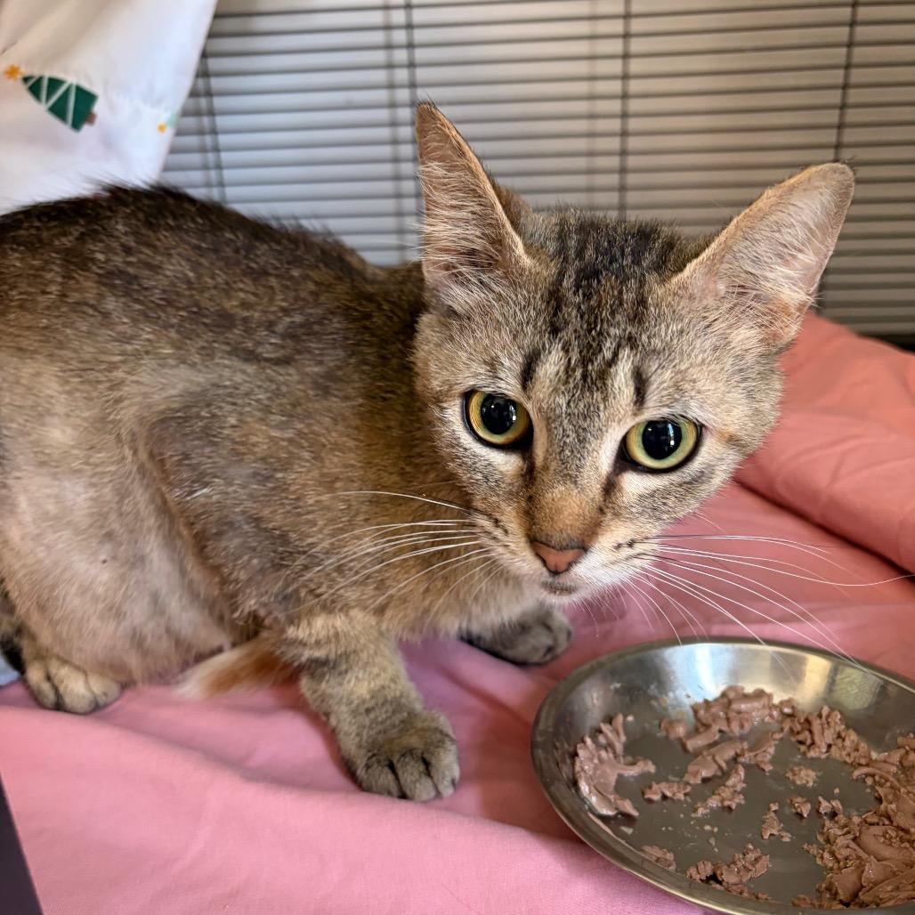 Lily, Adoptable, Adult Female Domestic Short Hair.