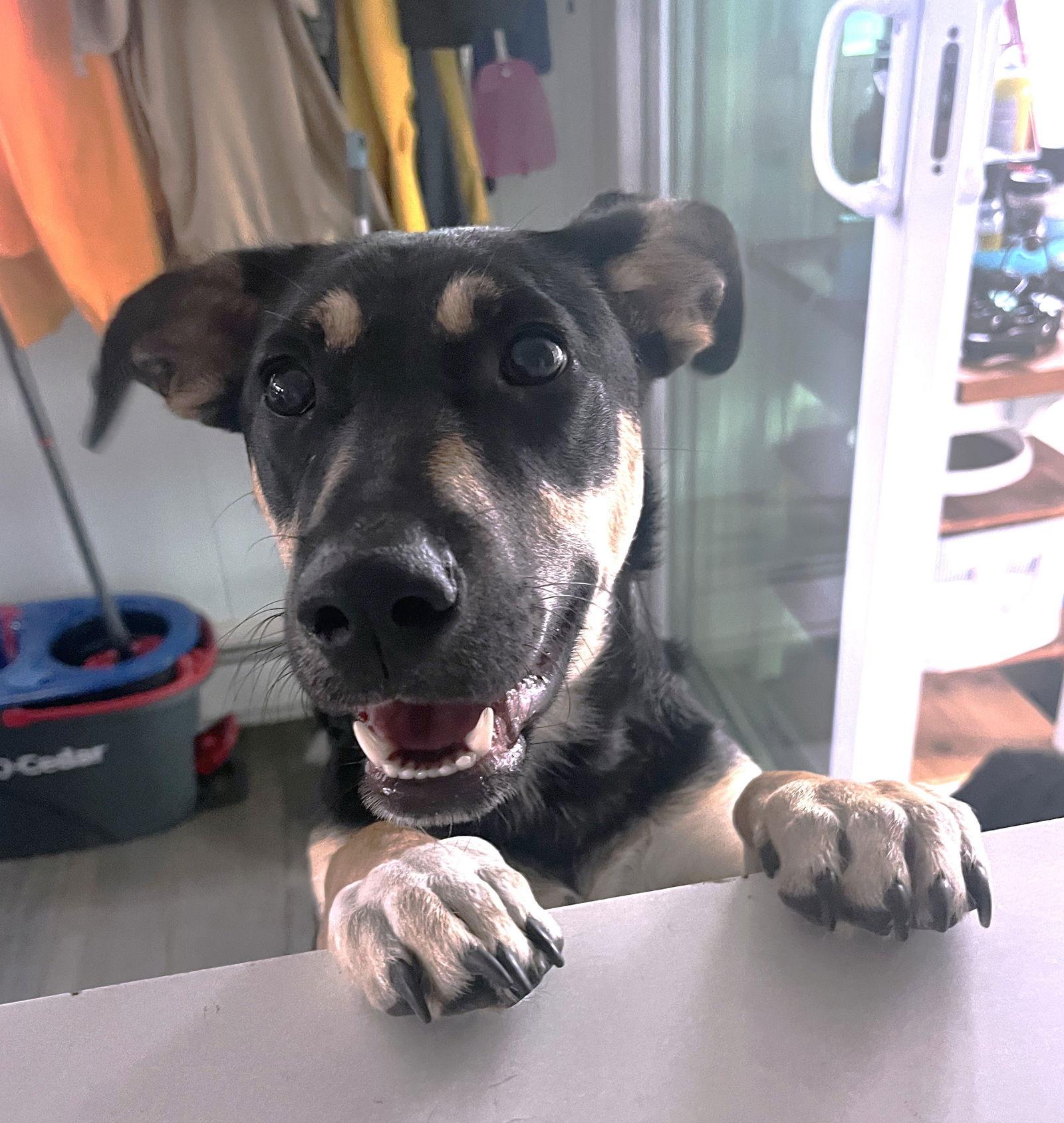 Lil Dipper aka Leo, Adoptable, Puppy Male Dachshund & Hound.