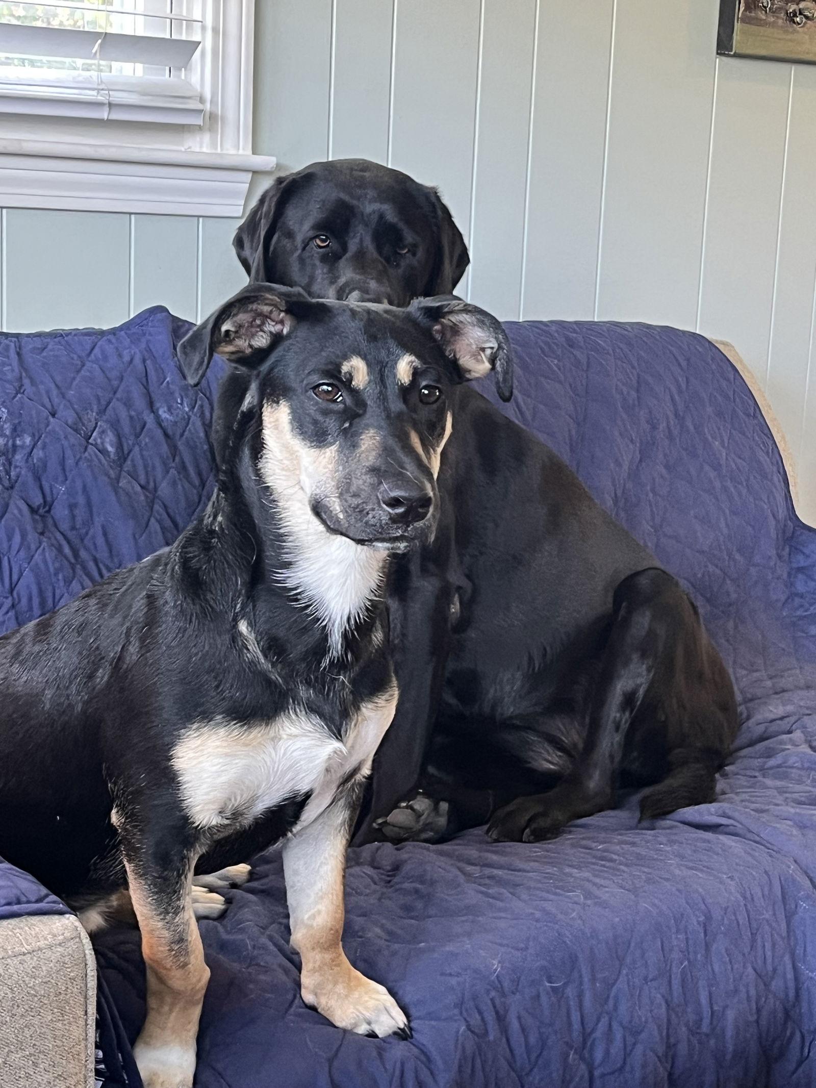 Enlarge Lil Dipper aka Leo, a Adoptable mixed breed in Saunderstown, RI image 2/3