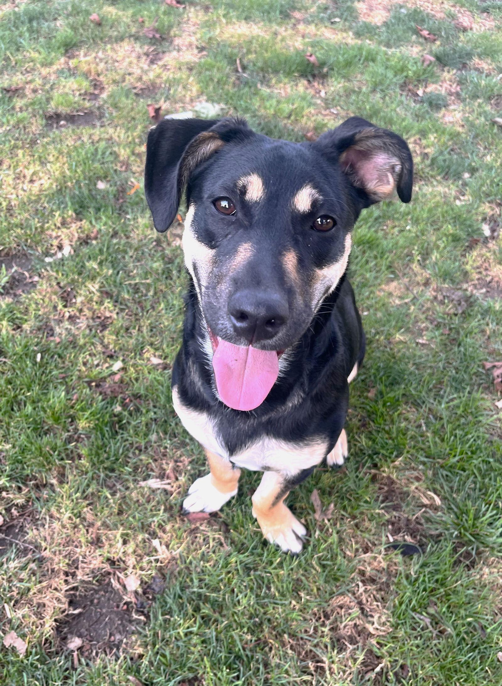 Enlarge Lil Dipper aka Leo, a Adoptable mixed breed in Saunderstown, RI image 3/3