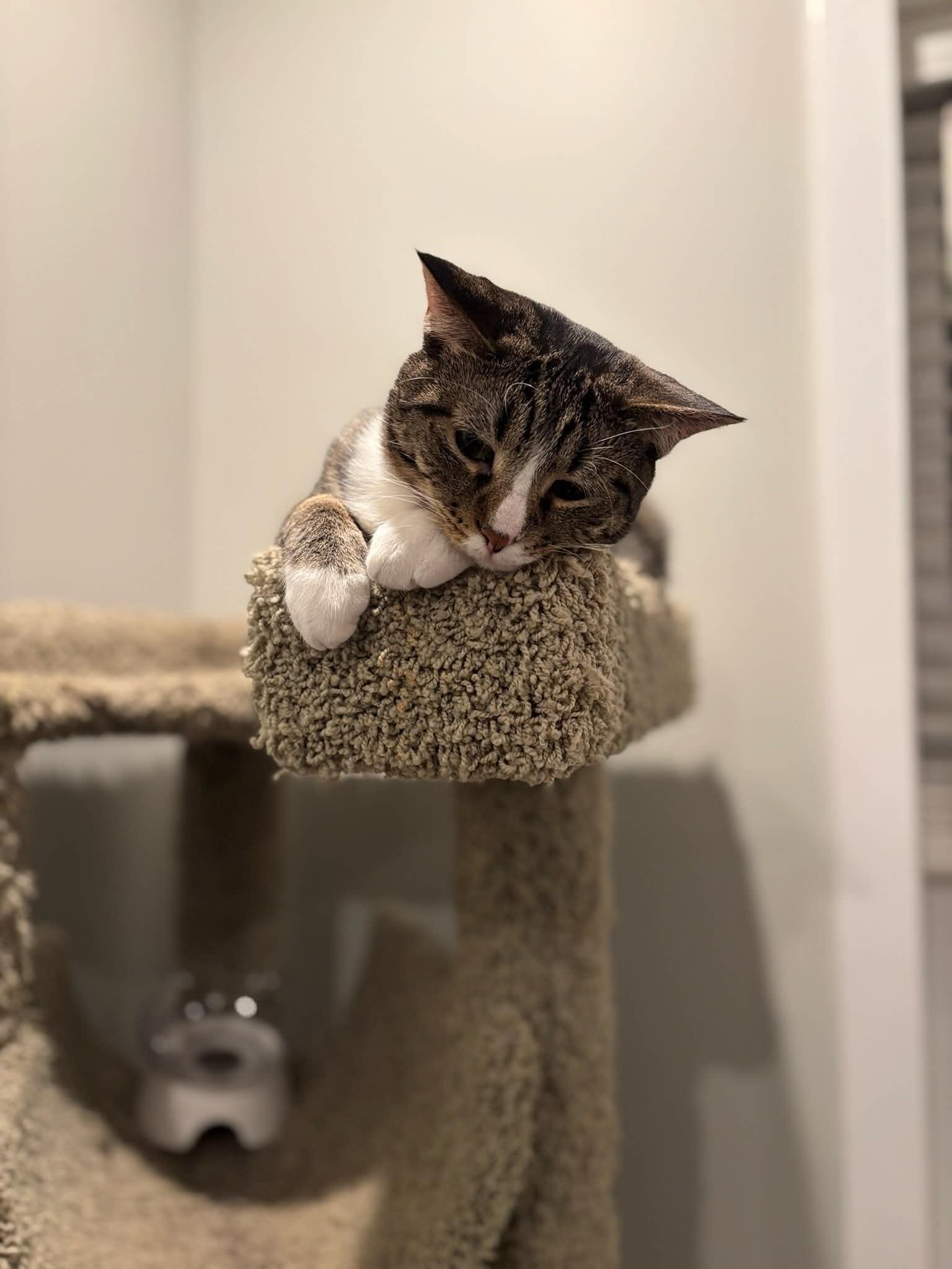 Peso Pluma, a Adoptable Domestic Short Hair in North Bergen, NJ image 2/6