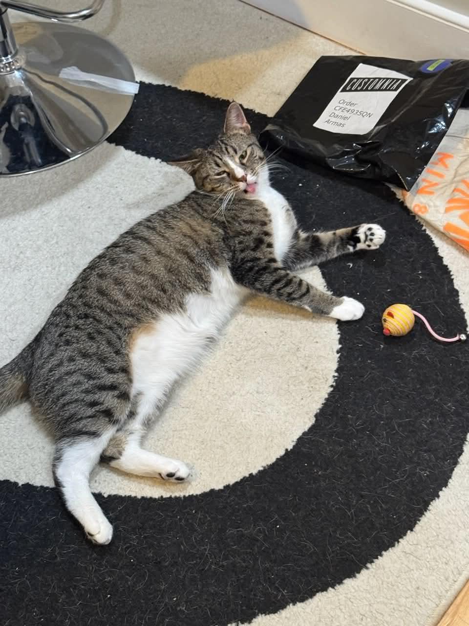 Peso Pluma, a Adoptable Domestic Short Hair in North Bergen, NJ image 3/6