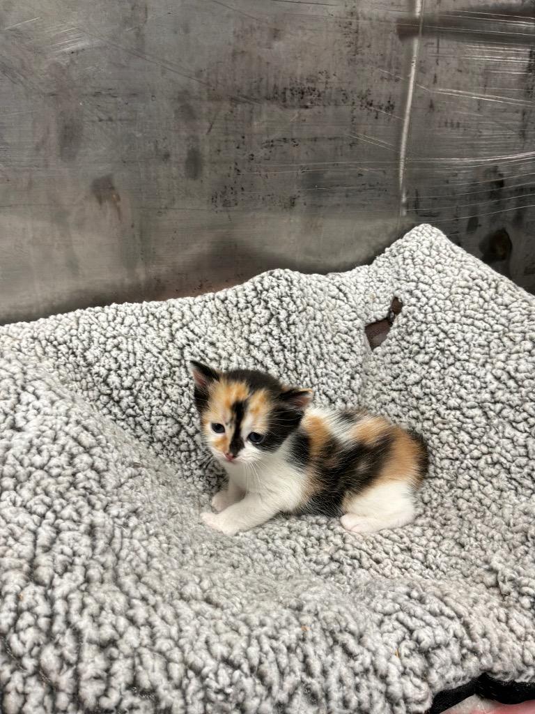 Enlarge Parfait , an adopted Calico in Mira Loma, CA image 1/1