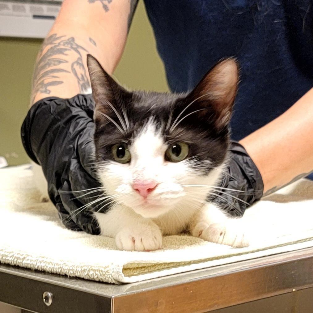 Moo Mama, Adoptable, Adult Female Domestic Short Hair.