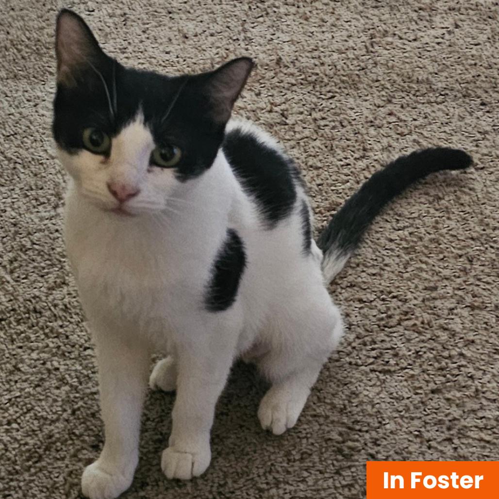 Moo Mama, a Adoptable Domestic Short Hair in Baltimore, MD image 2/2
