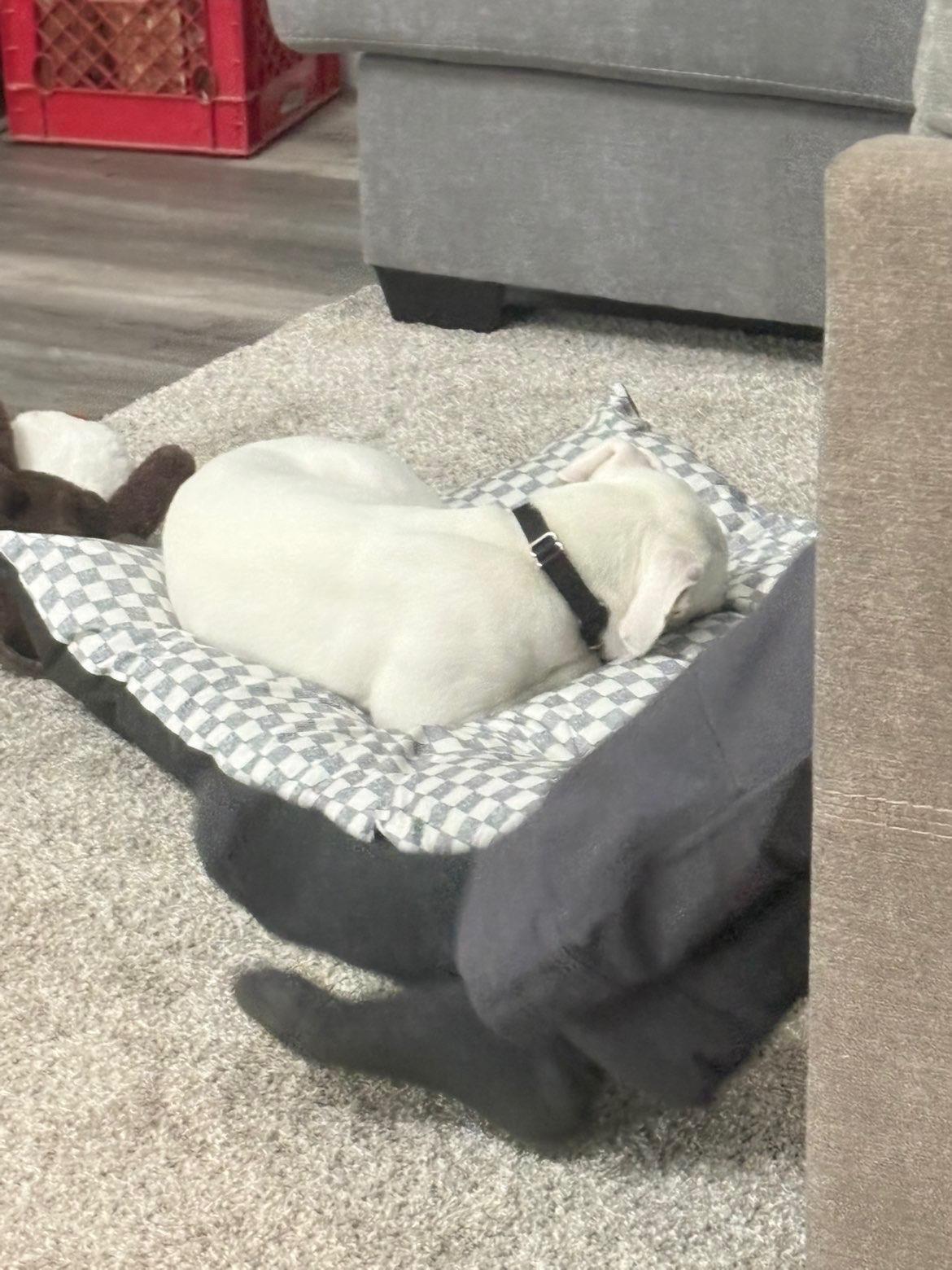 Enlarge Rex, a Adoptable mixed breed in Glover, VT image 1/6