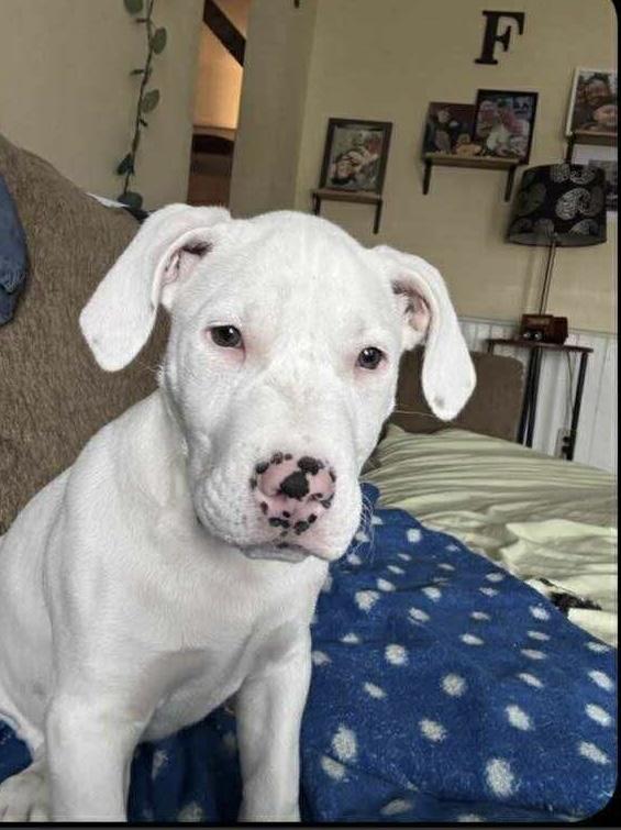 Enlarge Rex, a Adoptable mixed breed in Glover, VT image 3/6