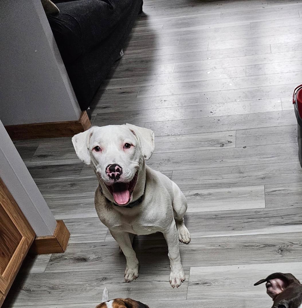 Rex, Adoptable, Young Male Pit Bull Terrier & Mastiff.