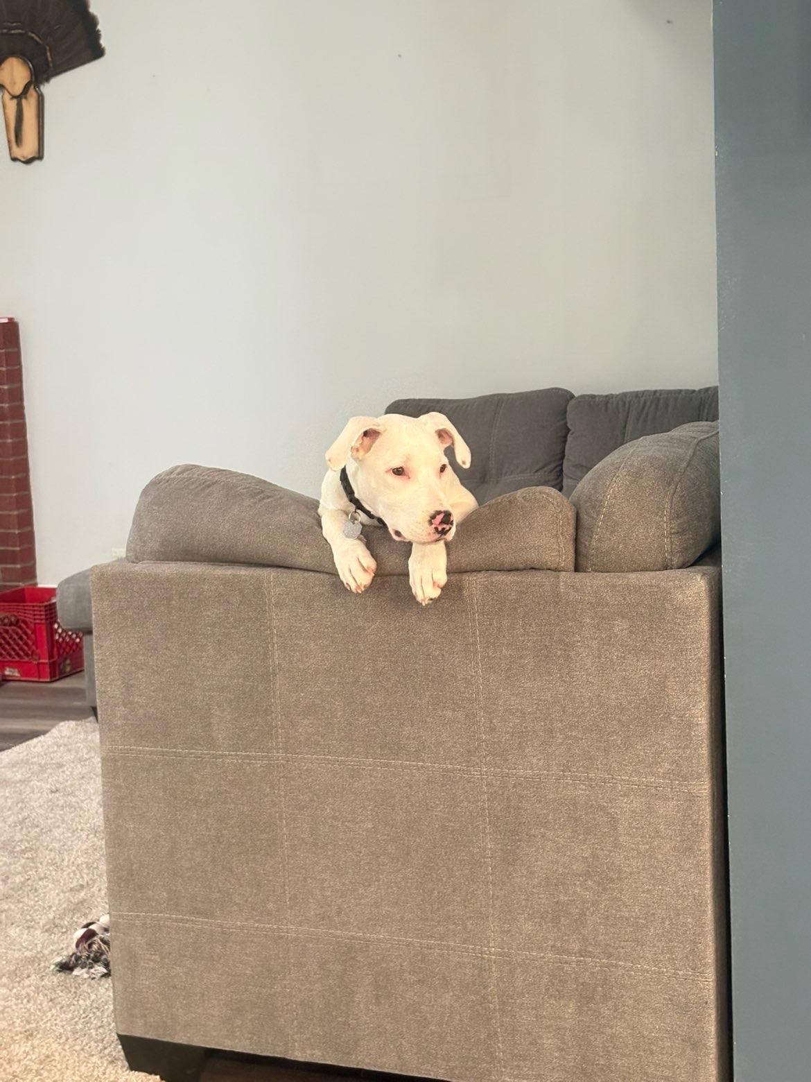 Enlarge Rex, a Adoptable mixed breed in Glover, VT image 5/6