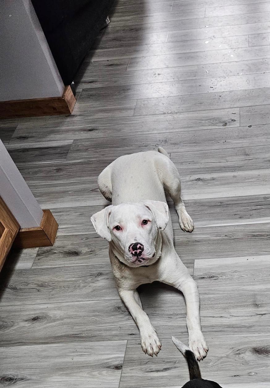 Enlarge Rex, a Adoptable mixed breed in Glover, VT image 2/2