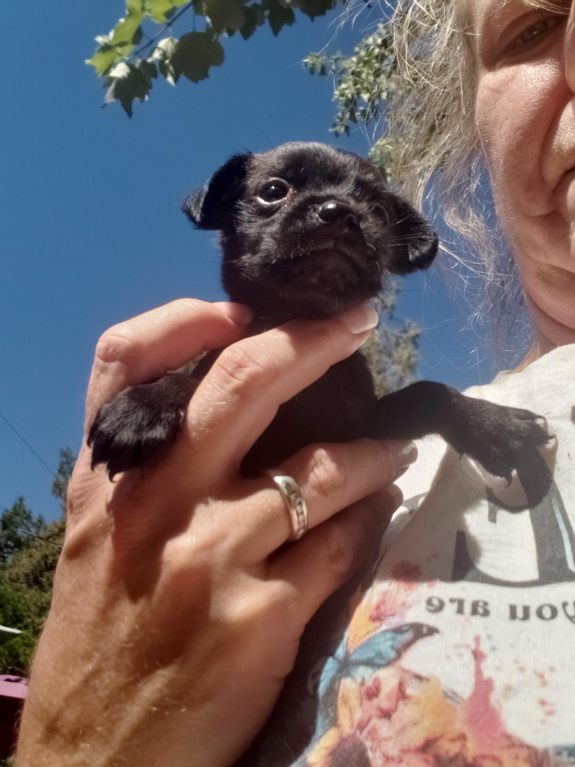 Larry, an adoptable Miniature Poodle, Maltipoo in Murphys, CA, 95247 | Photo Image 3