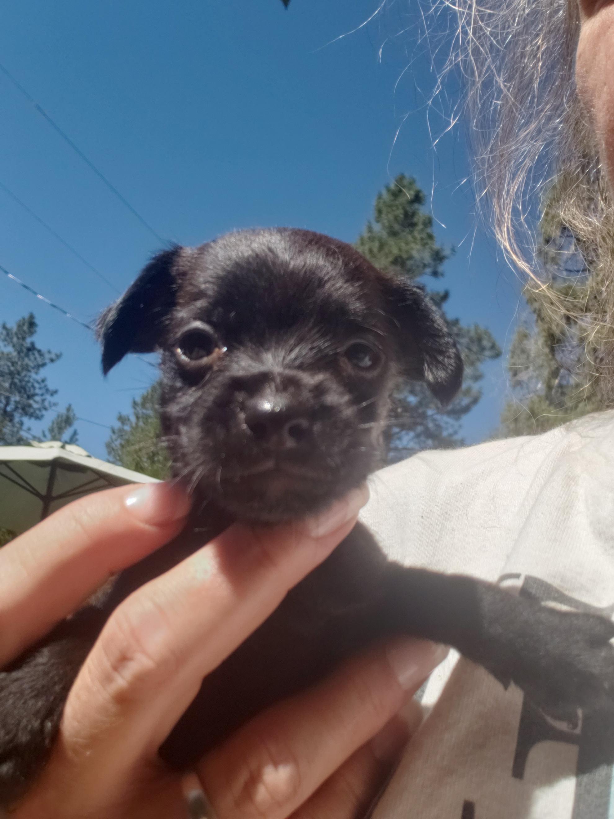 Larry, an adoptable Miniature Poodle, Maltipoo in Murphys, CA, 95247 | Photo Image 2