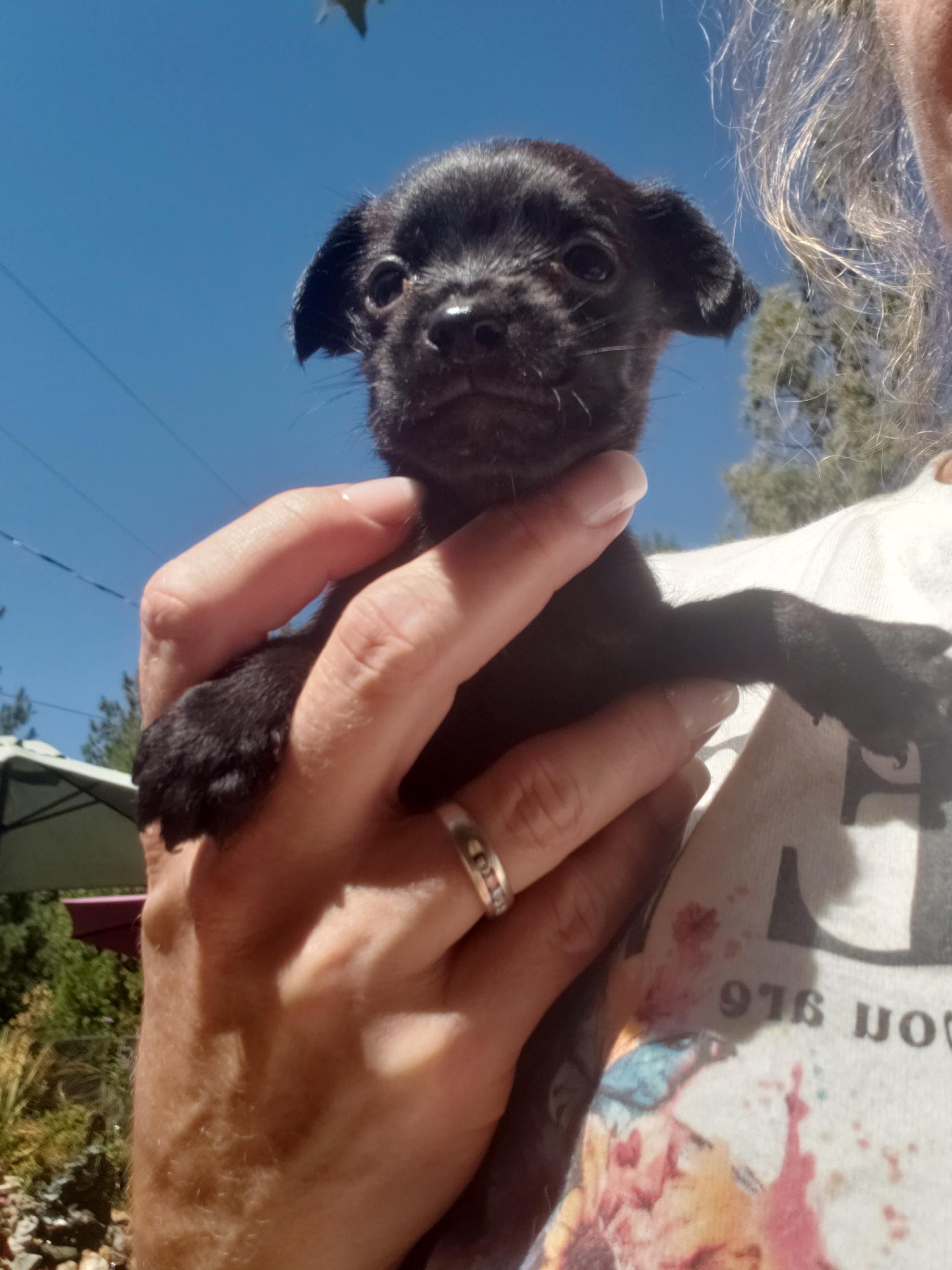 Larry, an adoptable Miniature Poodle, Maltipoo in Murphys, CA, 95247 | Photo Image 1