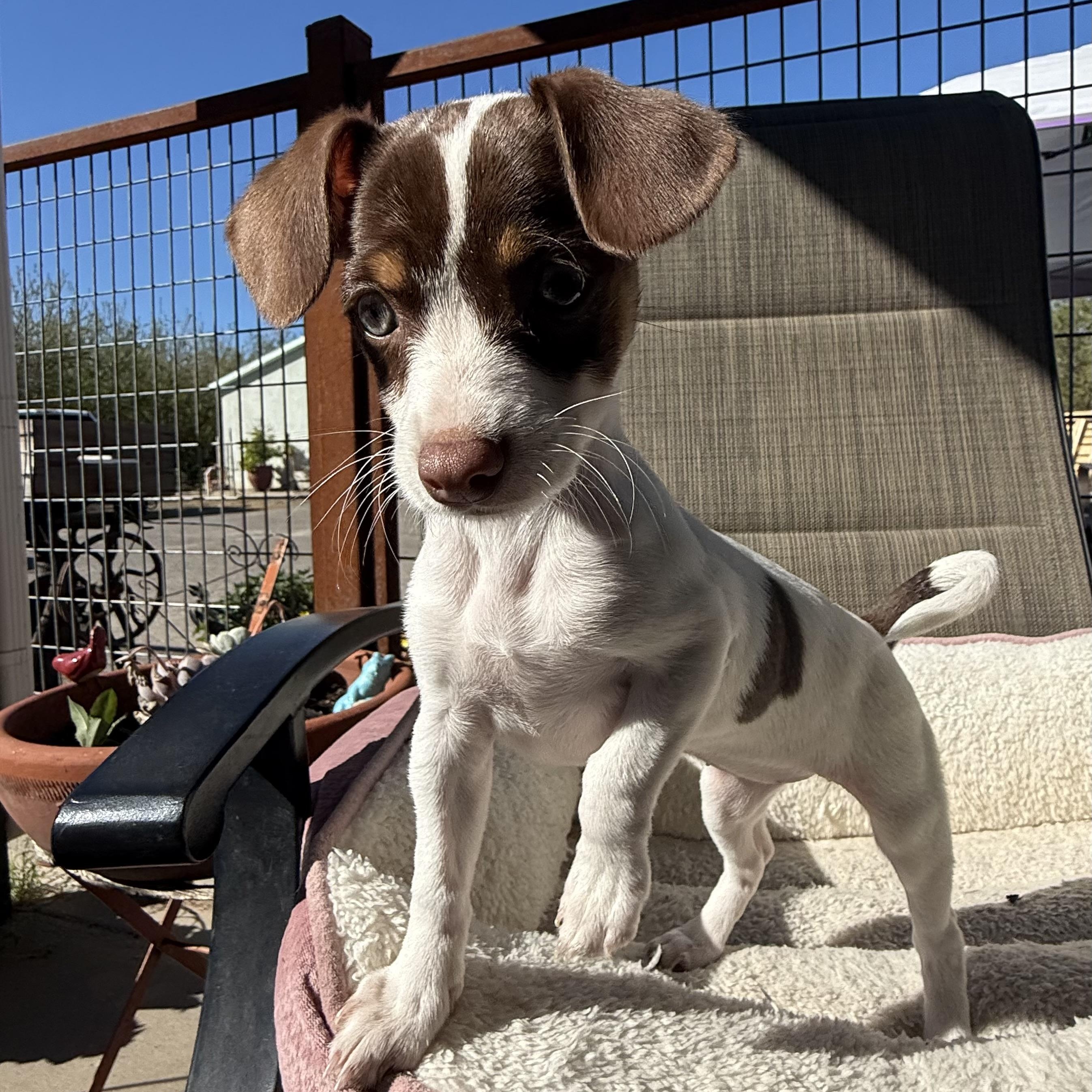 Enlarge Jinx, an adopted mixed breed in modesto, CA image 3/6