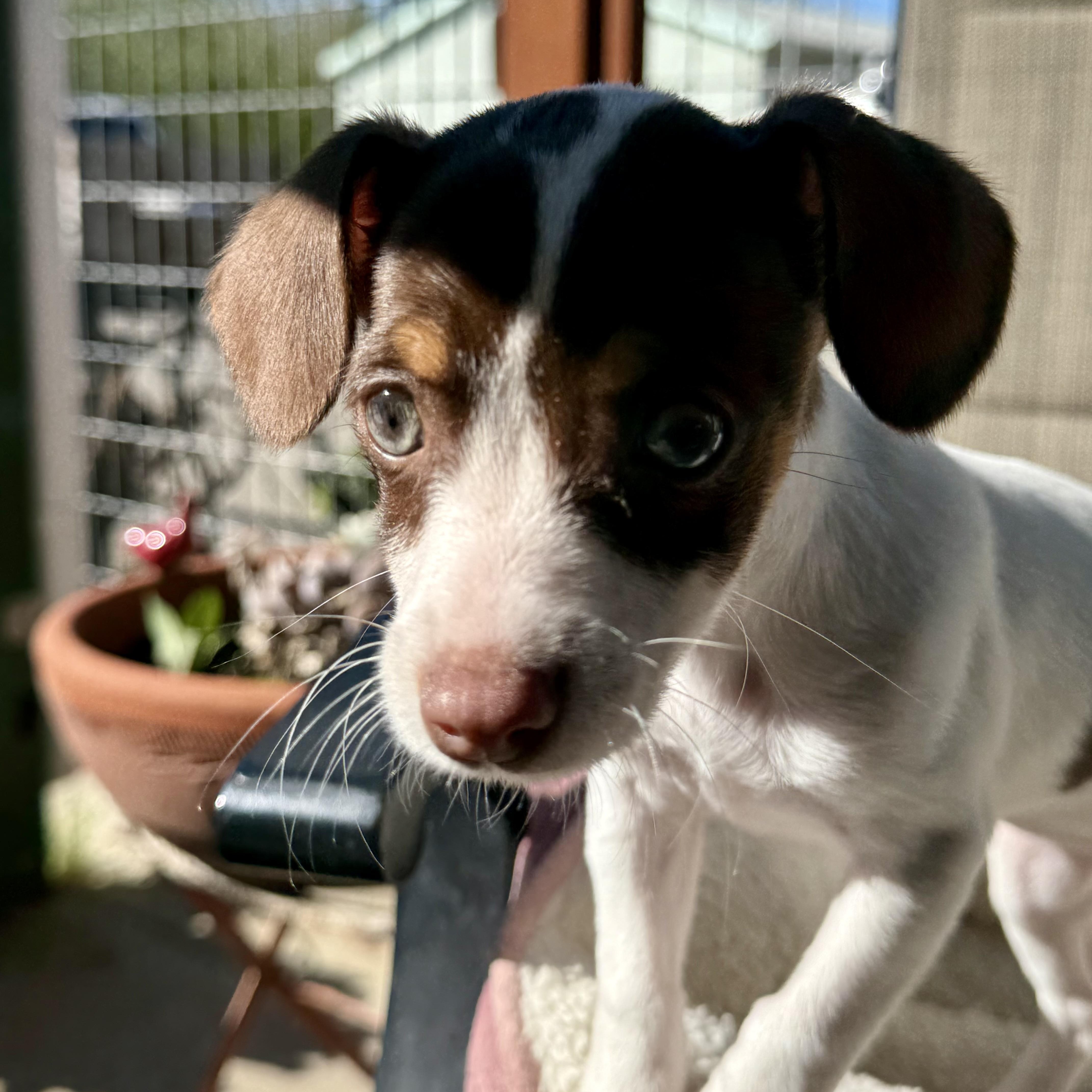 Enlarge Jinx, an adopted mixed breed in modesto, CA image 4/6