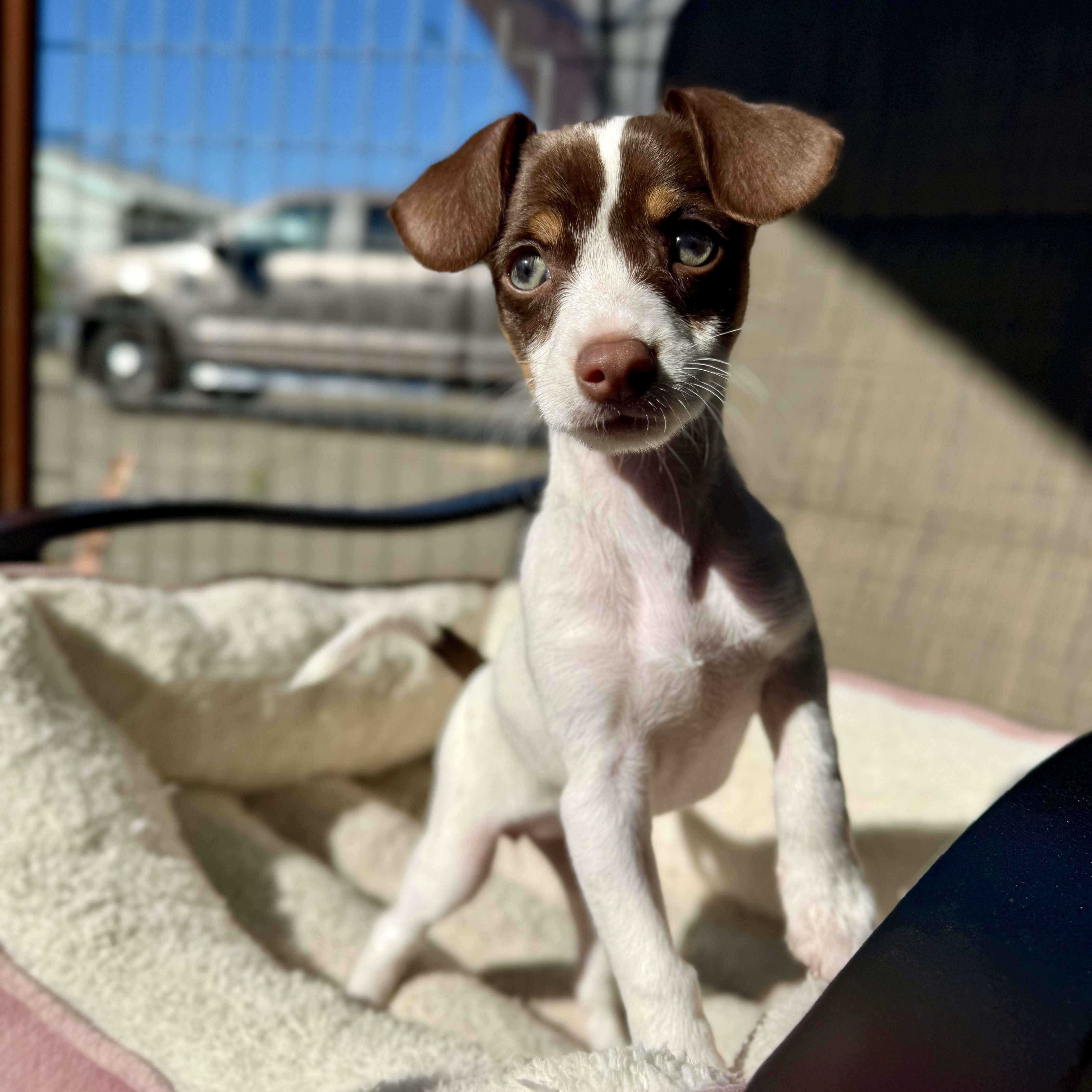 Enlarge Jinx, an adopted mixed breed in modesto, CA image 1/6